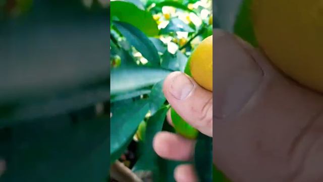 Кумкват(Fortunella Margarita)