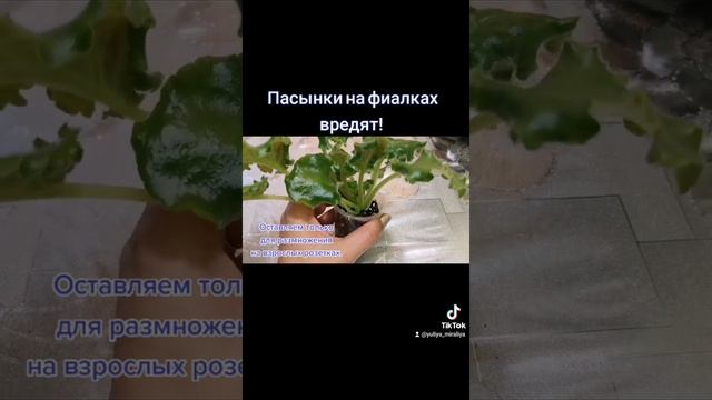 Фиалки. Пасынки. #полезныесоветы #проблемыфиалок #фиалка #фиалкипочтой #осень2021 смотреть онлайн