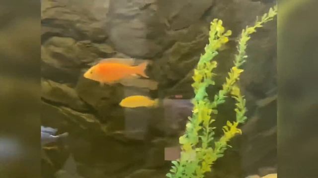 Природно-экологический музей. Полоцк. Аквариумистика смотреть онлайн