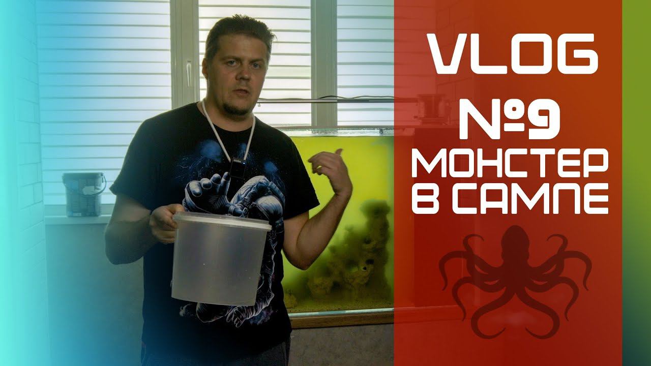 VLOG 9 (монстер в сампе) смотреть онлайн