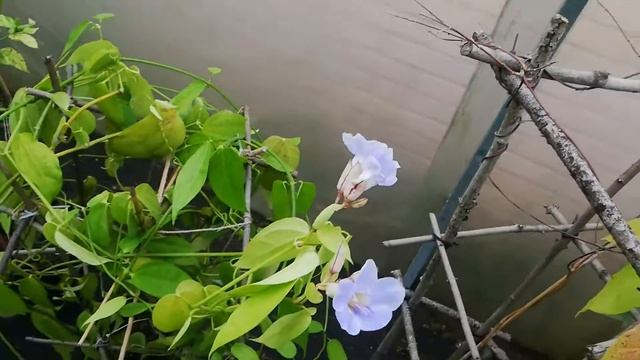 Тунбергия лавролистая. Thunbergia laurifolia смотреть онлайн