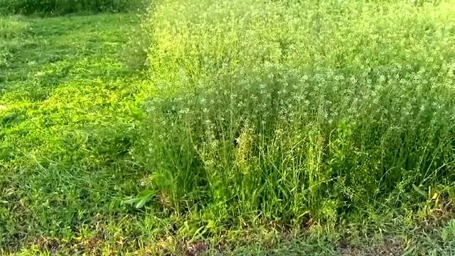 Обзор мотокосы Husqvarna 128R смотреть онлайн