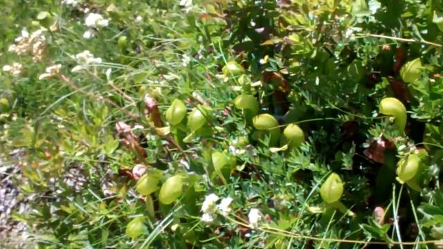 Pitcher Plants (Darlingtonia California) смотреть онлайн