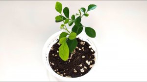 Мурайя уход за сеянцем. Пересадка и рекомендации по выращиванию