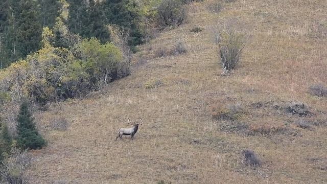 Горная охота на Марала и Козерога в горах Джунгарского Алатау. Mountain hunting for maral and ibex. смотреть онлайн