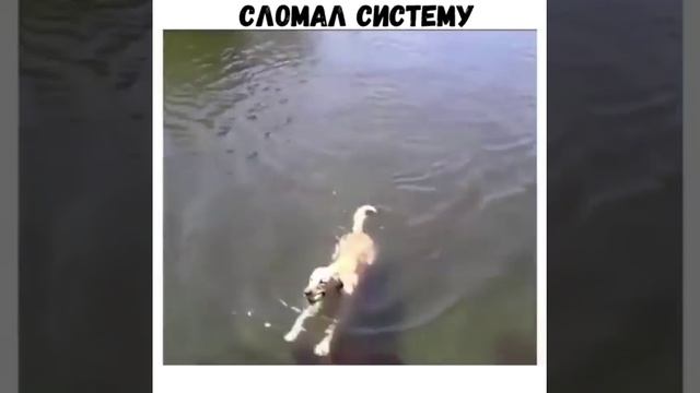СОБАКА СЛОМАЛА СИСТЕМУ! смотреть онлайн