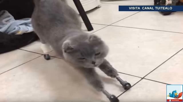 Gatita vuelve a caminar gracias a prótesis hechas por científicos смотреть онлайн