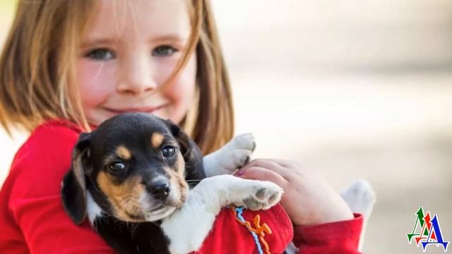 «Там щенки плачут!» - Юлька показала пальцем на забор и, пронырнув между досками, поймала одного