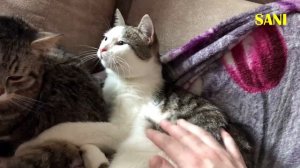 Утро ютубера с 1 000 000 подписчиков / SANI vlog