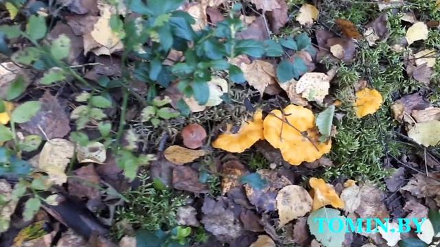 Грибы у Крацевичей смотреть онлайн
