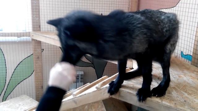 лиса черная смотреть онлайн