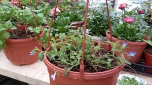 Лобелия вегетативная. Черенкование 2021 г.