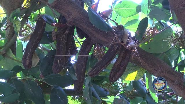 Algarrobo, Дерево, приносящее караты. Рожковое дерево смотреть онлайн