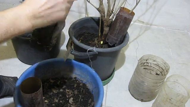 Вырастить крупноплодные гранаты в ведре Grow pomegranates in a bucket смотреть онлайн
