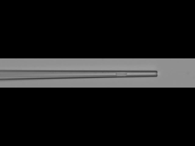 Erythrocyte Aspirated Into A Micropipette