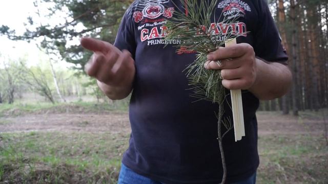 Отличие хвойных Сосна смотреть онлайн
