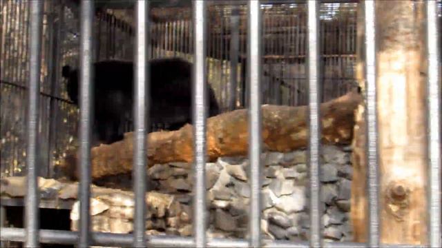 Гималайские медвежата играют с ветками 25.10.18 смотреть онлайн