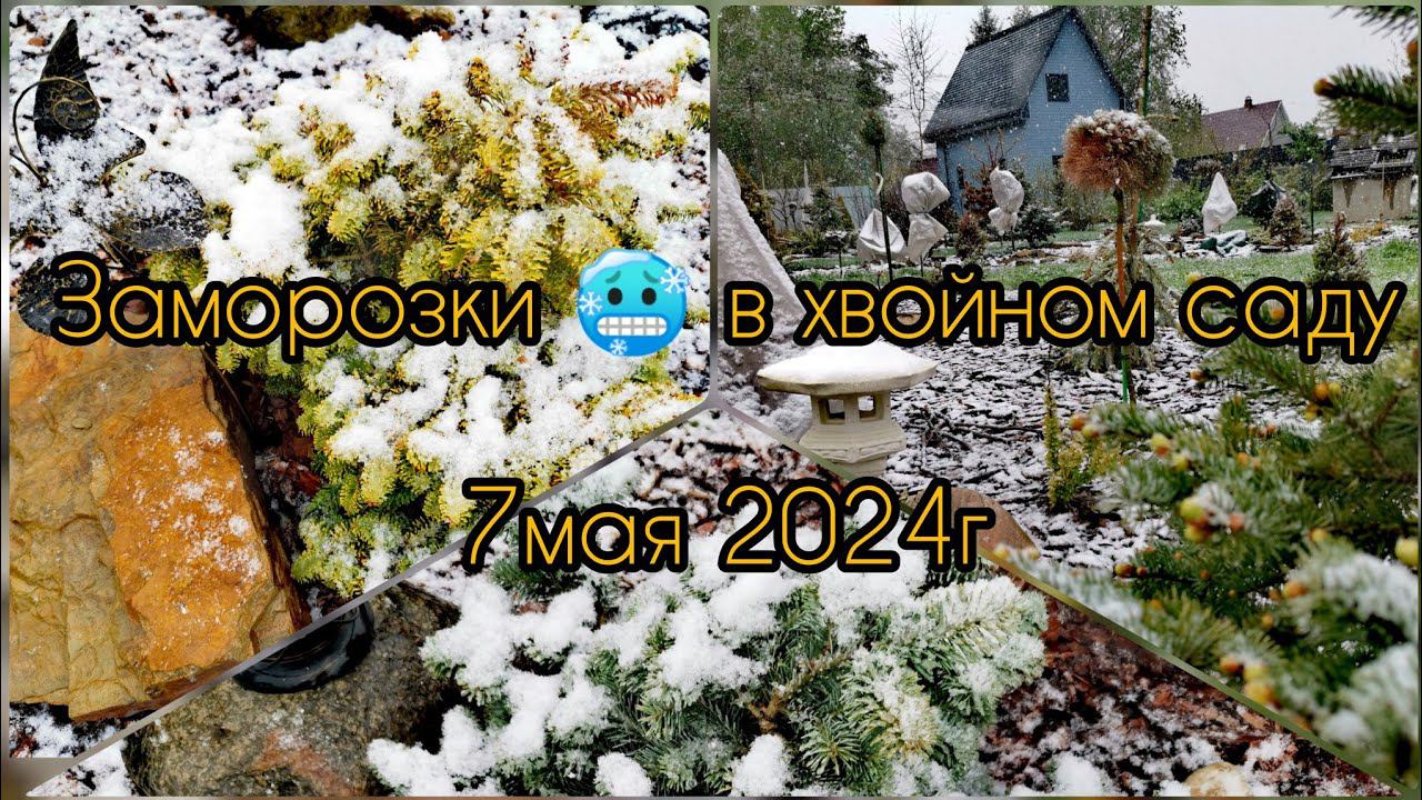 Заморозки в хвойном саду! ❄️️Обзор хвойных растений! 7 мая 2024г смотреть онлайн