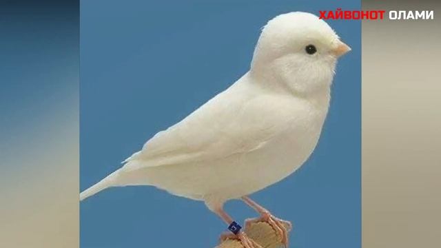 Канарейка хакида малумот смотреть онлайн