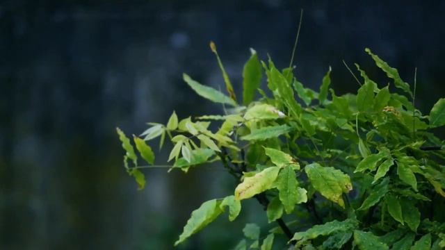 У сильных женщин на окне цветы... Наталия Гросс. смотреть онлайн