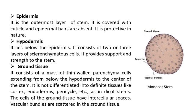 Lecture Anatomy & Specialized Forms of Stem Part 2 смотреть онлайн