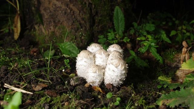 РОСТ ГРИБОВ Coprinus comatus (навозник белый) за 120 часов смотреть онлайн