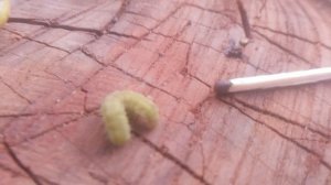 VID_20240902_171257.mp4