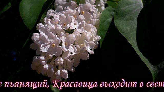 2022 Ботанический сад 7июня 5мин. 1323 4к.mp4 смотреть онлайн