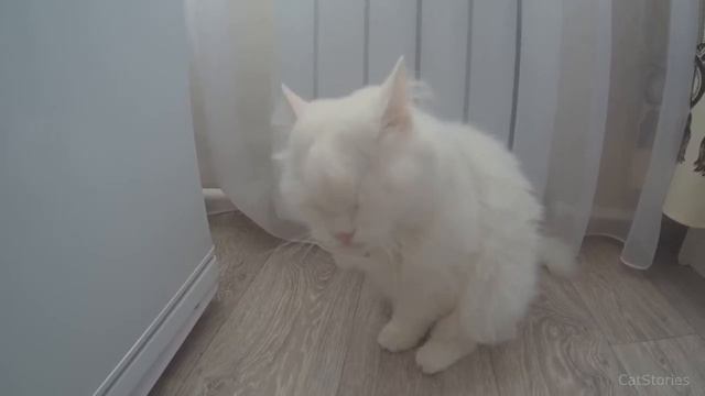 Вот так мы умываемся после вкусного обеда | Очень милая сибирская белая кошка смотреть онлайн