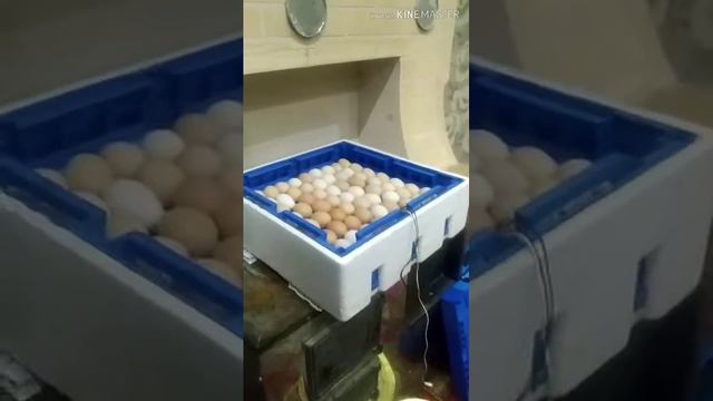 Инкубатор на 128 яиц. Установка аппарата.