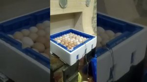 Инкубатор на 128 яиц. Установка аппарата.