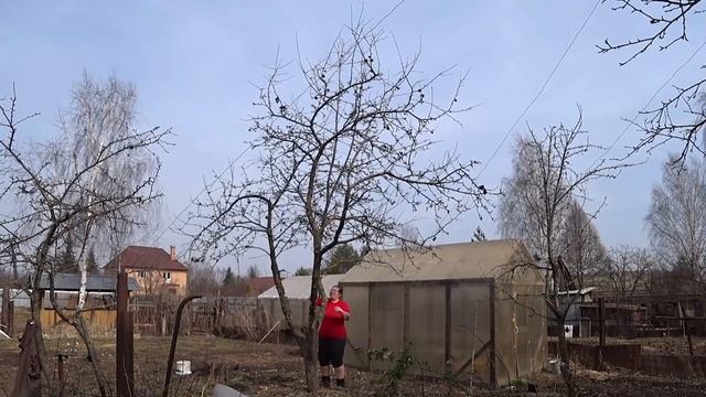 62. Дачный блог 13.04.2021г. В Подмосковье распустилось много крокусов, продолжаю садовничать. смотреть онлайн