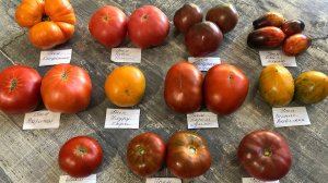 Лучшие сорта томатов без пасынкования для теплиц и ОГ. Серия Гном томатный.