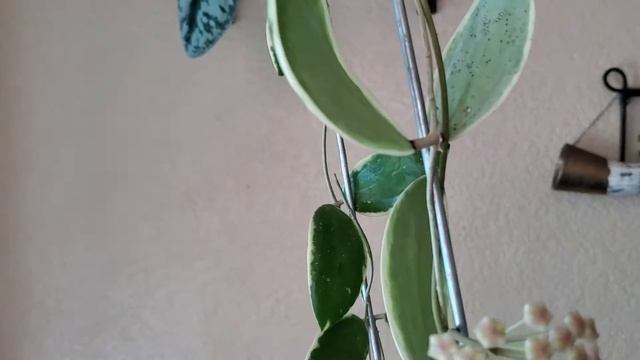 Hoya Verticillata Albomamarginata. Flowering. Цветение Хойи.
