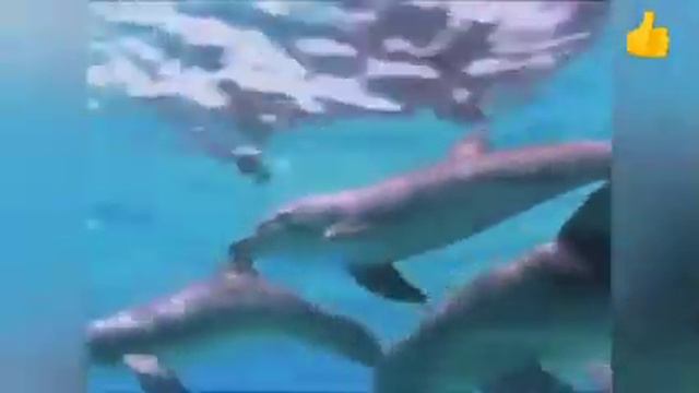 Подводные жизнь животные смотреть онлайн