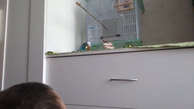 Как можно играть с попугаем) смотреть онлайн