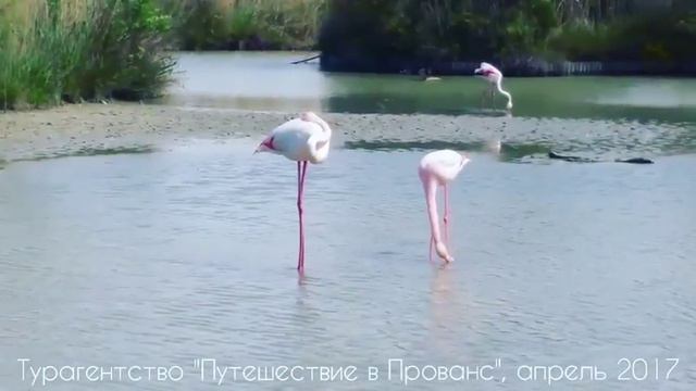 ФЛАМИНГО в Камарге, Франция. Путешествие в Прованс смотреть онлайн