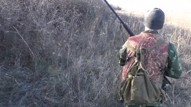 Охота на фазана. Охота с лайками. Много фазана, в камишах полно фазанов! Охота с собакой на фазана. смотреть онлайн
