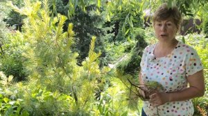 ? Борьба с ржавчиной сосен | Болезни хвойных