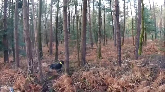 Arrêt avec setter sur bécasse. смотреть онлайн