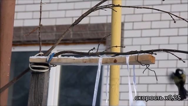 Синички у кормушки... смотреть онлайн