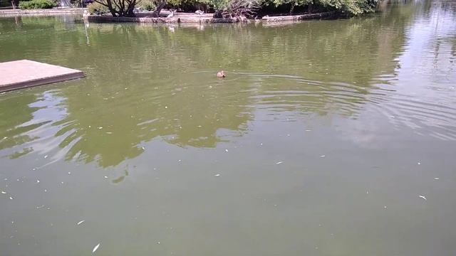 чучела уток на радио управлении, охота на уток, электро манок. смотреть онлайн