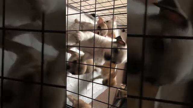 Для наших ❤️ чихородителей смотреть онлайн