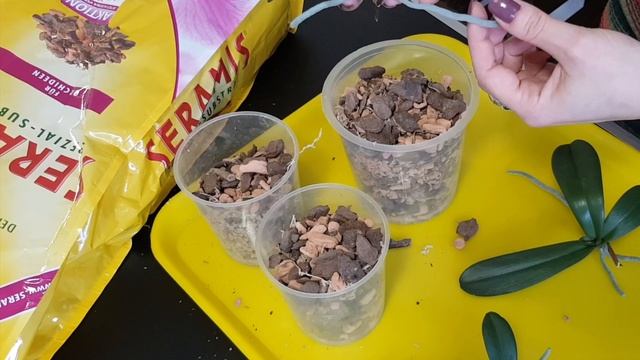 How To Plant BABY ORCHIDS | When to Separate Phalaenopsis Babies смотреть онлайн
