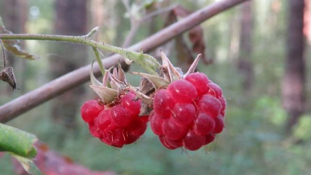 Прогулка по осеннему лесу, белки, дятел, кузнечик смотреть онлайн