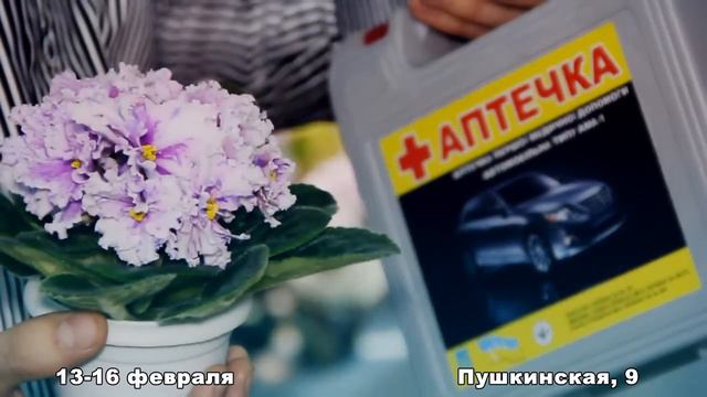 Выставка фиалок 13-16 февраля 2014 смотреть онлайн