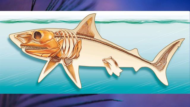 §15 "Скелет - опора организма", Биология 6 класс, Сивоглазов смотреть онлайн