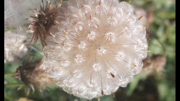 эстетика ухода