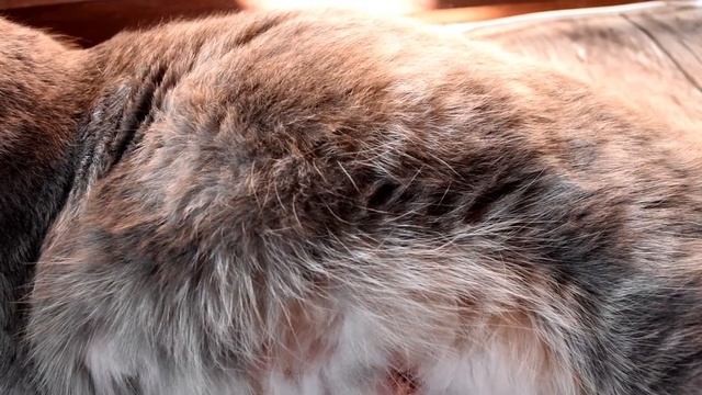 Шевеление котят смотреть онлайн