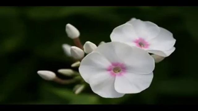 И.Хлыстов"РАБ ЛЮБВИ" смотреть онлайн